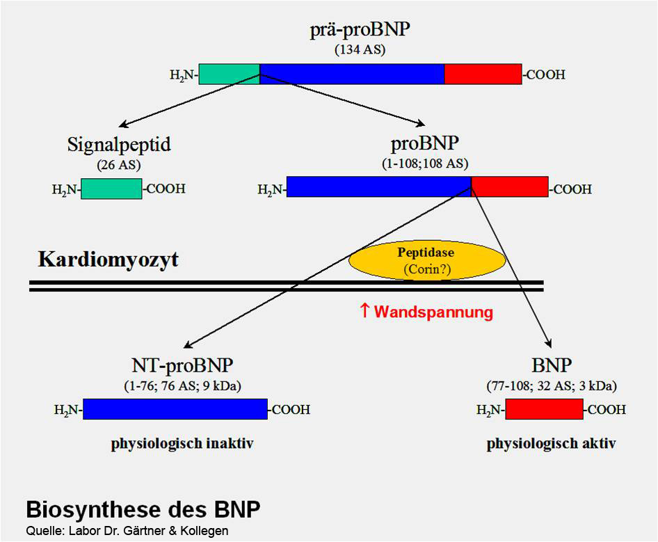 BNP_Biosynthese.jpg